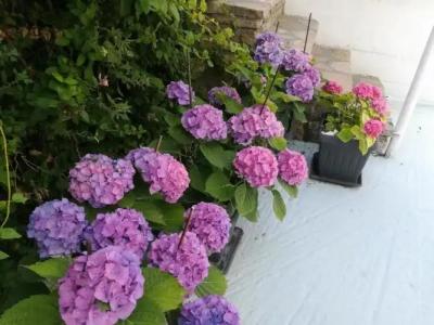 Scorpios & Suites - 50