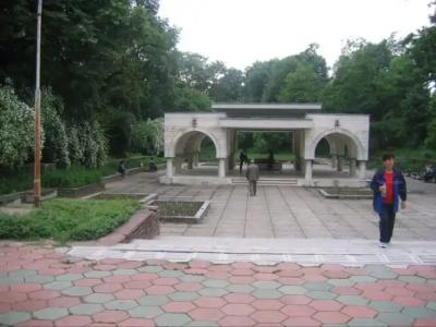Chinar - 44