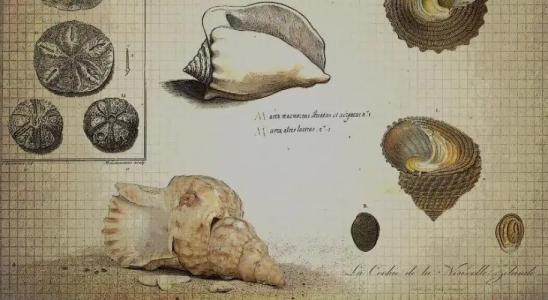 Seacrest (Age Restricted) - 20