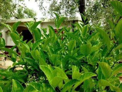 Villaggio San Matteo Resort - 71