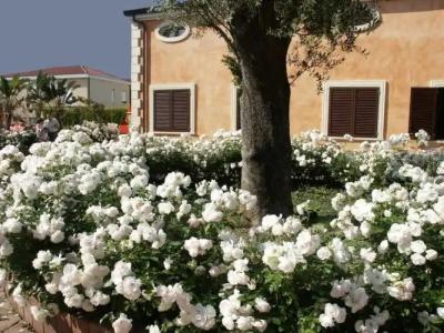 Residence Baia Infreschi - 0