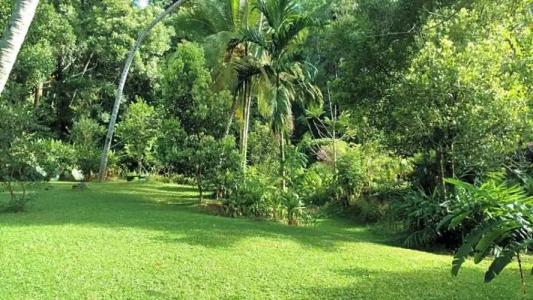 Sweet Cinnamon Kandy - 61