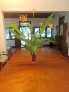 Sweet Cinnamon Kandy - 52