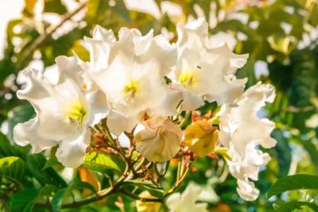 Captain's Villa - 32