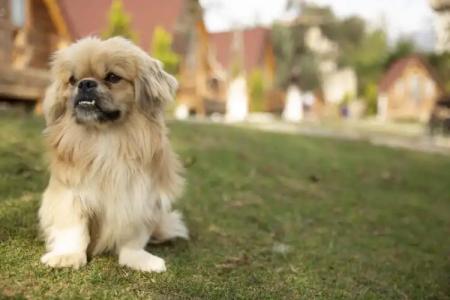 Kazdaglari Ida Natura Bungalov - 32