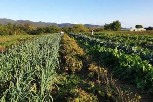 La Ripa Del Drago, Биббона