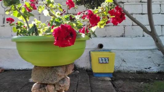 Zagara di Sicilia - 63