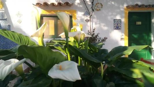 Zagara di Sicilia - 75