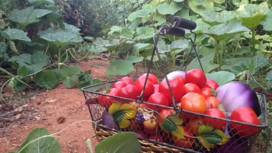 Zagara di Sicilia - 36