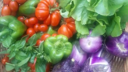 Zagara di Sicilia - 68