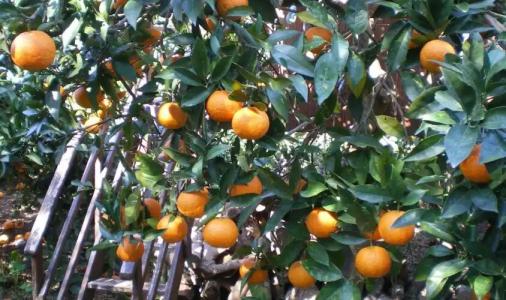 Zagara di Sicilia - 2