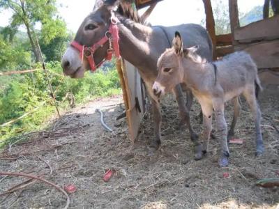 Il Borgo della Colomba - 57