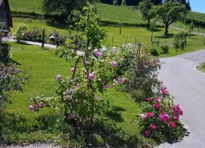 Landgut Apfelrose - 34