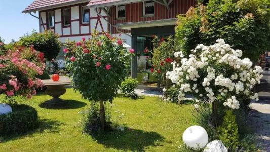 Landgut Apfelrose - 37