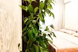 Однокомнатная квартира, Воронеж