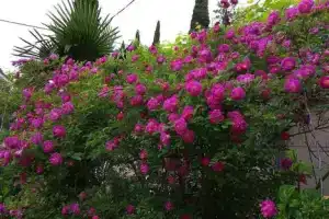 Одноэтажный коттедж, Алупка