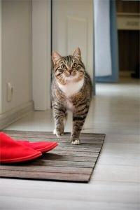 Коттеджи Степаново - 49