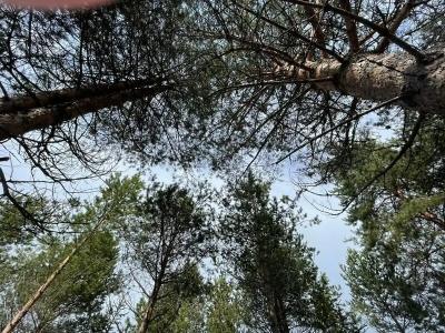 Виллы Карелии - 16