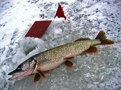 Водолей - 40