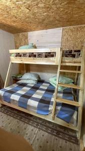 Золотой фазан - 16