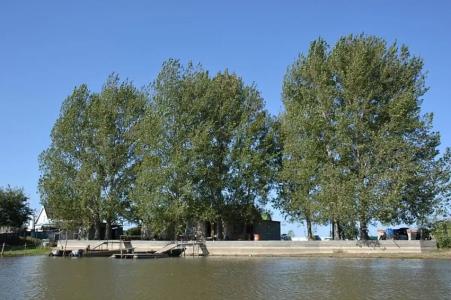 Бакланенок - 3