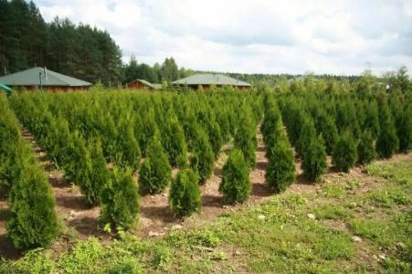 Природа-люкс - 7