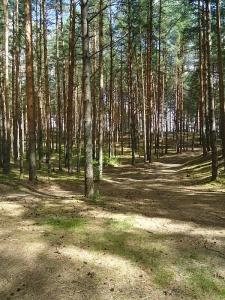 Мыльцевский Бор - 14