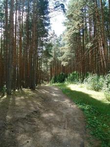 Мыльцевский Бор - 4