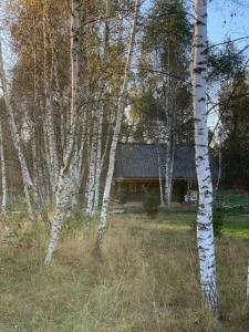 Козы да Березы - 40