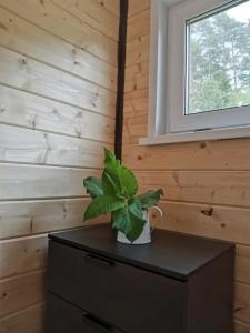 Efimov Glamp - 36