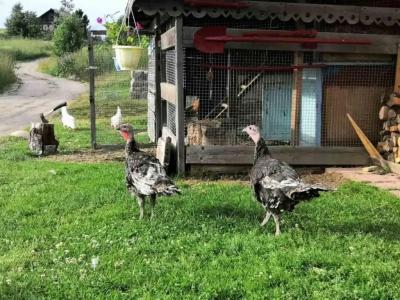 Лагиламба - 32