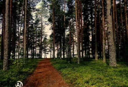 Три медведя - 60