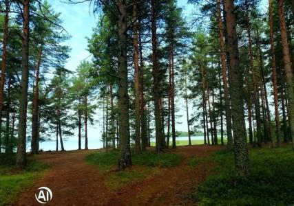 Три медведя - 61
