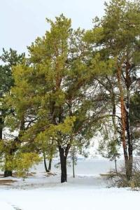 Южная ночь - 8