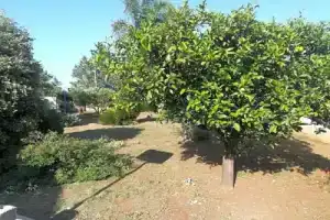 Il Giardino degli Ulivi, Галатина