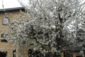 Hotel «Tannenhof», Мёнхенгладбах