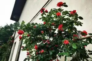 B&B Due Fiumi 1908, Павия