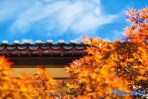 Flower court in Lijiang, Лицзян