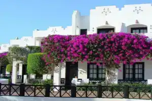 Verginia Sharm Resort & Aqua Park, Шарм-эль-Шейх