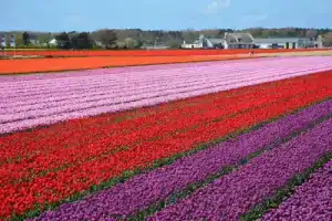Wonderful Holiday Home in South Holland near Sea, Нордвайк-ан-Зее