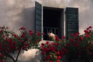 B&B Giardino Di Mezzavilla, Витторио-Венето