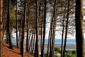 Appartement Arcachon, 2 Pièces, 4 Personnes - Fr-1-420-64, Аркашон