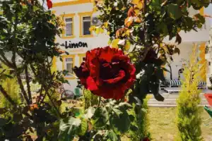 Мини-отель «Limon Pansiyon», Фоча