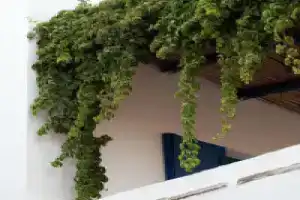 Antonina Hotel, Айя-Анна