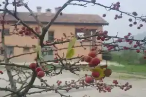 Ферма «Agriturismo Ben Ti Voglio», Болонья