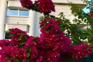 Hotel «Rumana», Анамур