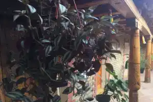 Amelia Boutique Hotel, Бухара