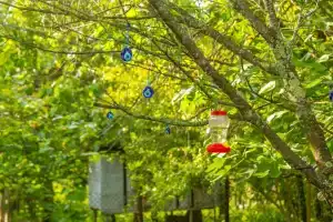 Cha Cha Backpackers, Мартвили