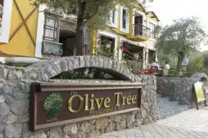 Olive Tree Studio, Фетхие