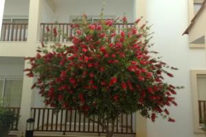 Aktea Beach Village, Айя-Напа